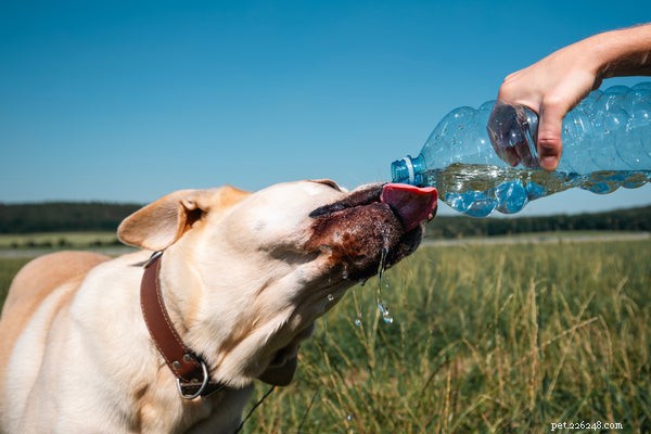 What Causes Excessive Water Intake in Dogs? Expert Insights