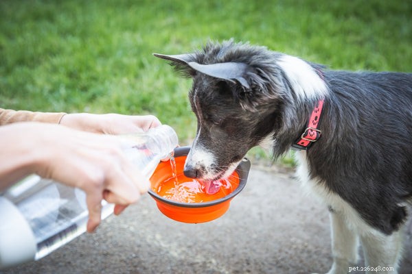Optimal Daily Water Intake for Dogs: A Veterinary Guide