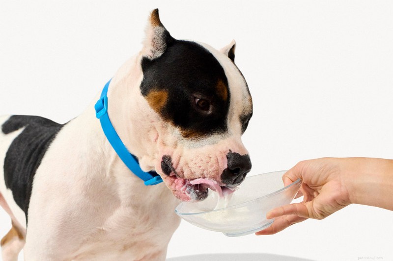 Native Pet Introduces Goat Milk: A Science-Backed Energy Boost for Active Dogs