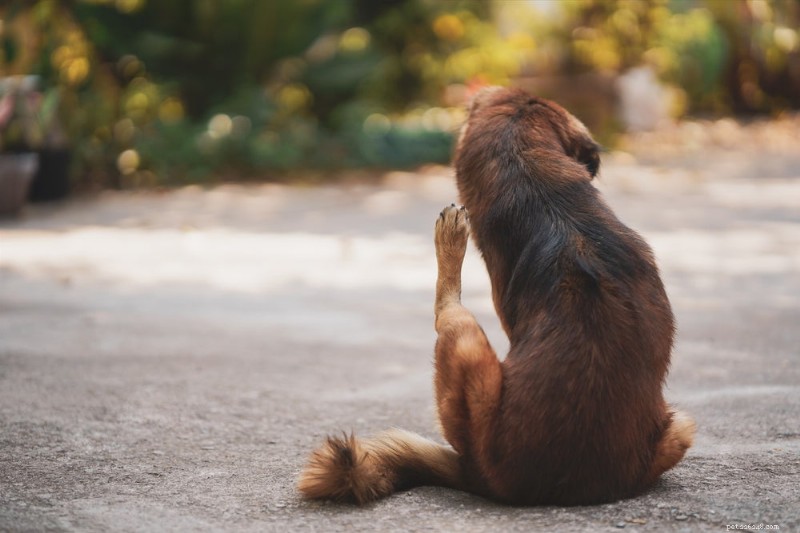 6 Most Common Dog Skin Issues and Proven Treatments