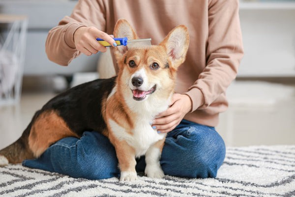 6 Most Common Dog Skin Issues and Proven Treatments