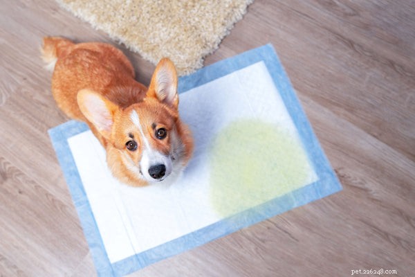 Why Does a House‑Trained Dog Urinate Inside? Key Causes & Solutions