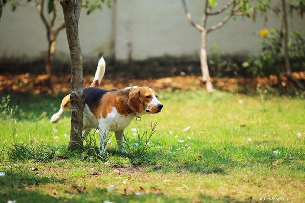 Why Does a House‑Trained Dog Urinate Inside? Key Causes & Solutions