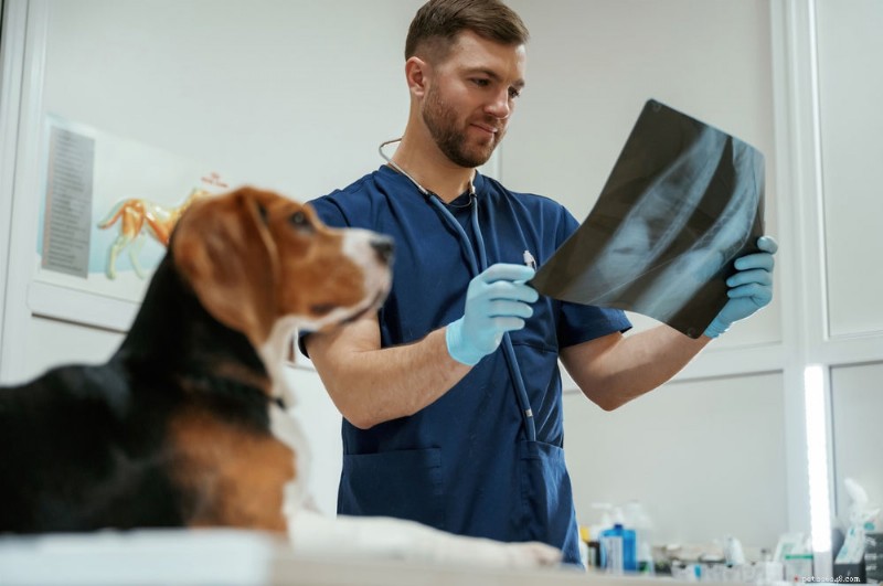 Understanding Canine Arthritis: Symptoms, Causes, and How to Help Your Dog