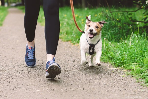 Essential Dog Exercise Guide for Pet Owners