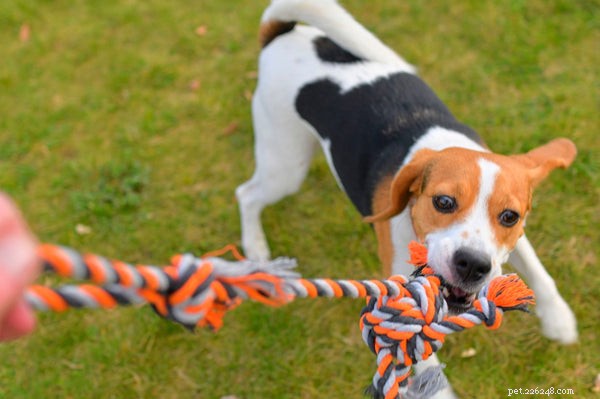 Essential Dog Exercise Guide for Pet Owners