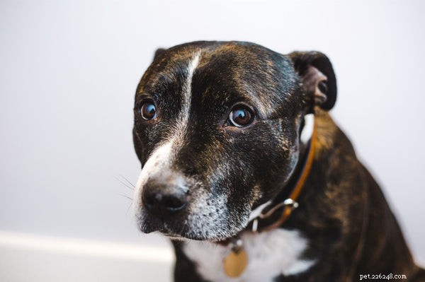 Whale Eye in Dogs: What It Means, Causes, and How to Help