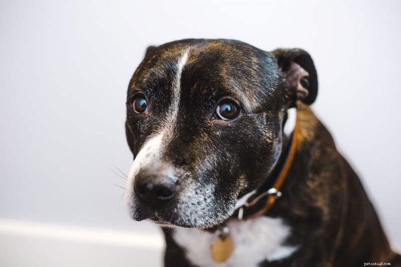 Whale Eye in Dogs: What It Means, Causes, and How to Help