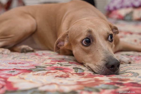 Whale Eye in Dogs: What It Means, Causes, and How to Help
