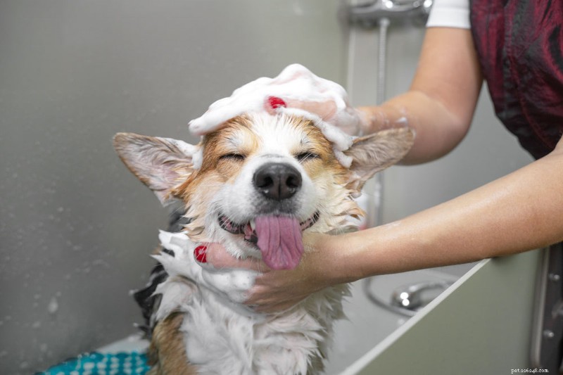 Essential Guide: How to Use a Public Dog Wash Safely and Enjoyably