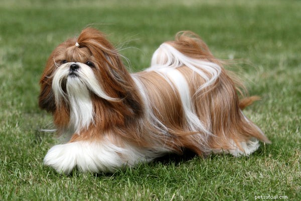 Dog Hair vs. Fur: What s the Difference & Care Tips