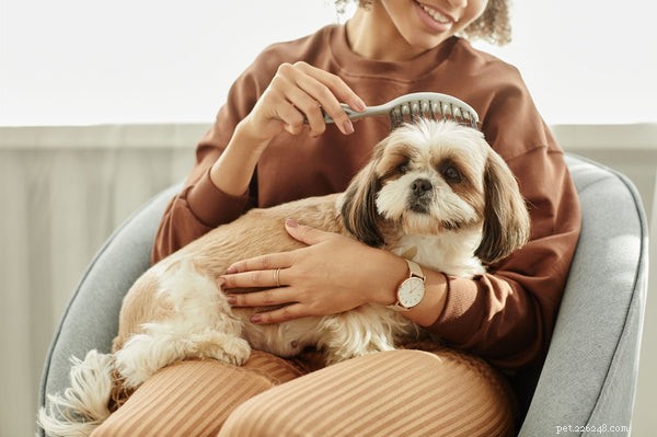 Dog Hair vs. Fur: What s the Difference & Care Tips