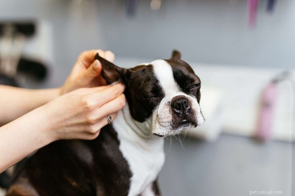 The Complete Guide to Safely Cleaning Your Dog’s Ears at Home