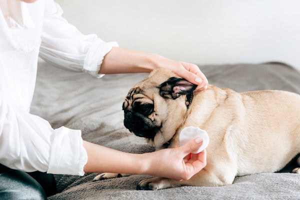 The Complete Guide to Safely Cleaning Your Dog’s Ears at Home