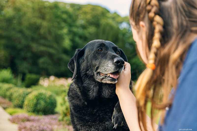 When Does a Dog Become Senior? Expert Guide to Aging