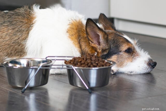 11 Red Flags That Your Dog’s Food Is Sabotaging Their Health
