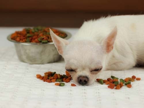 11 Red Flags That Your Dog’s Food Is Sabotaging Their Health