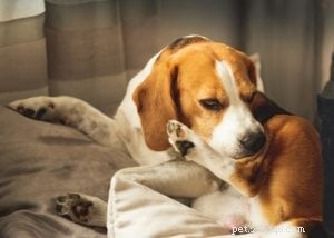 11 Red Flags That Your Dog’s Food Is Sabotaging Their Health