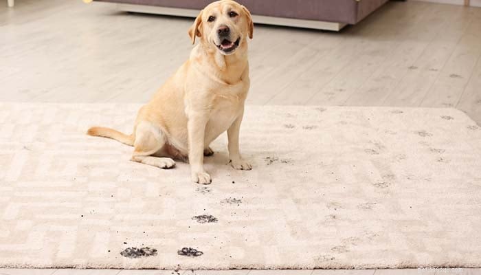 10 Proven Mud‑Free Yard Solutions for Dogs – Keep Your Lawn Clean and Paws Dry