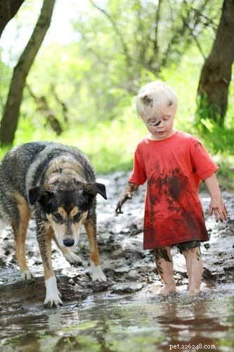 10 Proven Mud‑Free Yard Solutions for Dogs – Keep Your Lawn Clean and Paws Dry