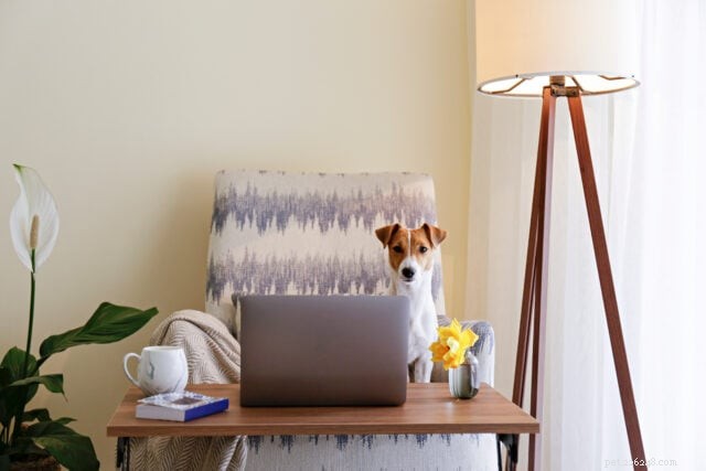 Designing a Productive Home Office with a Dedicated Pet Zone – 5 Simple Ideas