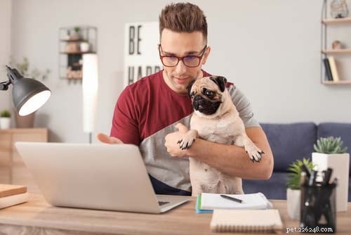Thriving as a Digital Nomad with Your Dog: A Practical Guide