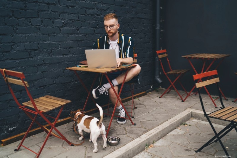 Thriving as a Digital Nomad with Your Dog: A Practical Guide