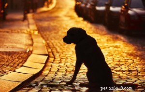 Stop Your Dog from Chasing Wildlife – Proven Training Techniques