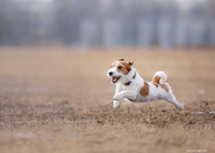 Stop Your Dog from Chasing Wildlife – Proven Training Techniques