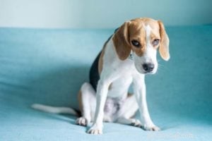 Boost Your Dog’s Confidence: A Proven Weekly Training Guide for Owners