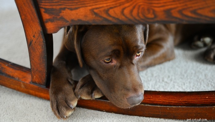 Boost Your Dog’s Confidence: A Proven Weekly Training Guide for Owners