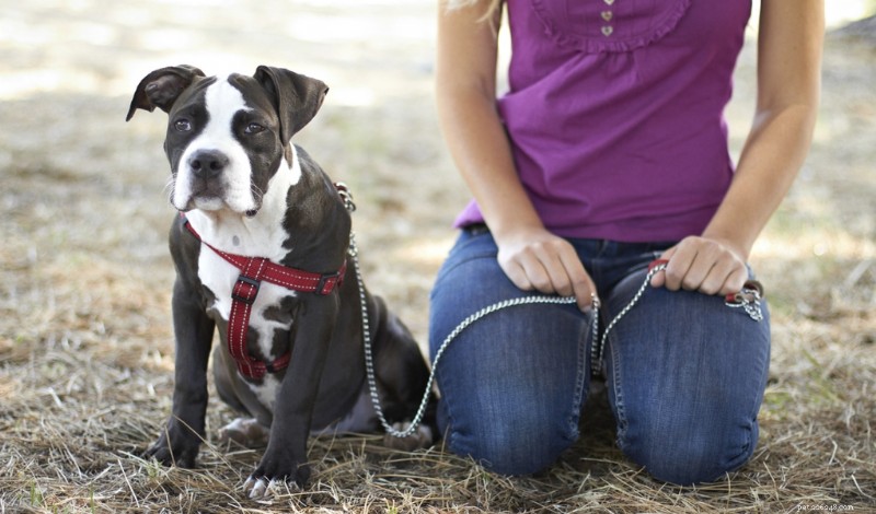 Boost Your Dog’s Confidence: A Proven Weekly Training Guide for Owners
