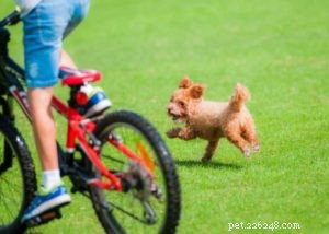 Dog Bolting Explained: Why Your Dog Suddenly Runs Away and How to Stop It