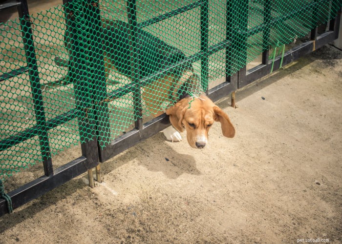 Dog Bolting Explained: Why Your Dog Suddenly Runs Away and How to Stop It