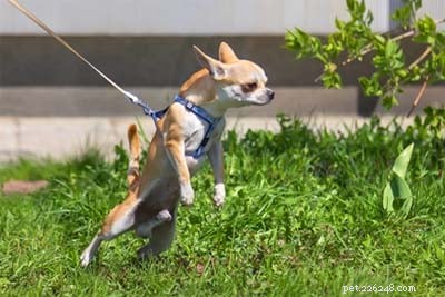 Dog Bolting Explained: Why Your Dog Suddenly Runs Away and How to Stop It