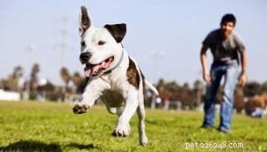 Dog Bolting Explained: Why Your Dog Suddenly Runs Away and How to Stop It
