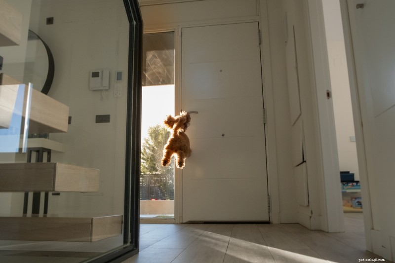 Dog Bolting Explained: Why Your Dog Suddenly Runs Away and How to Stop It