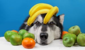Spring Detox for Dogs: Expert Guide on Foods & How to Start