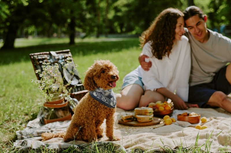 Spring Detox for Dogs: Expert Guide on Foods & How to Start