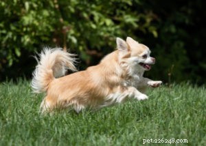 Top 17 Heat‑Tolerant Dog Breeds for Warm Climates