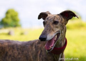 Top 17 Heat‑Tolerant Dog Breeds for Warm Climates