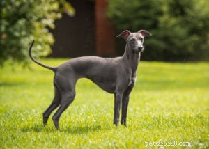 Top 17 Heat‑Tolerant Dog Breeds for Warm Climates
