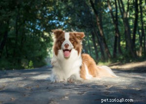 Top 17 Heat‑Tolerant Dog Breeds for Warm Climates