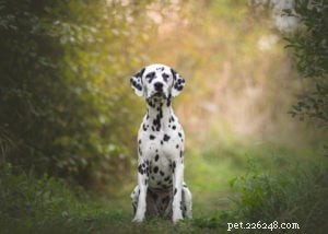 Top 17 Heat‑Tolerant Dog Breeds for Warm Climates