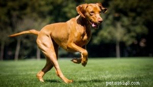 Top 17 Heat‑Tolerant Dog Breeds for Warm Climates