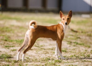 Top 17 Heat‑Tolerant Dog Breeds for Warm Climates