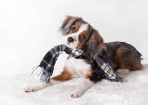 Top 10 Cavalier King Charles Spaniel Mixes for Your Family