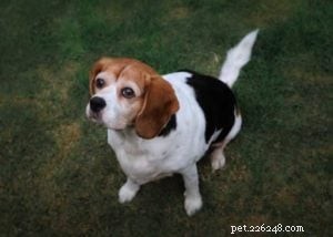 Top 10 Cavalier King Charles Spaniel Mixes for Your Family