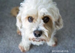 Top 10 Cavalier King Charles Spaniel Mixes for Your Family