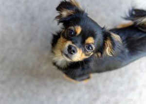 Top 10 Cavalier King Charles Spaniel Mixes for Your Family
